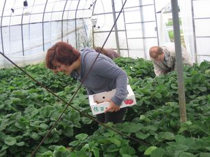 Picking strawberries